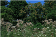 Meadowbrook Lake Park 11