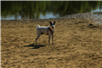 Dog at Bow Wow Beach