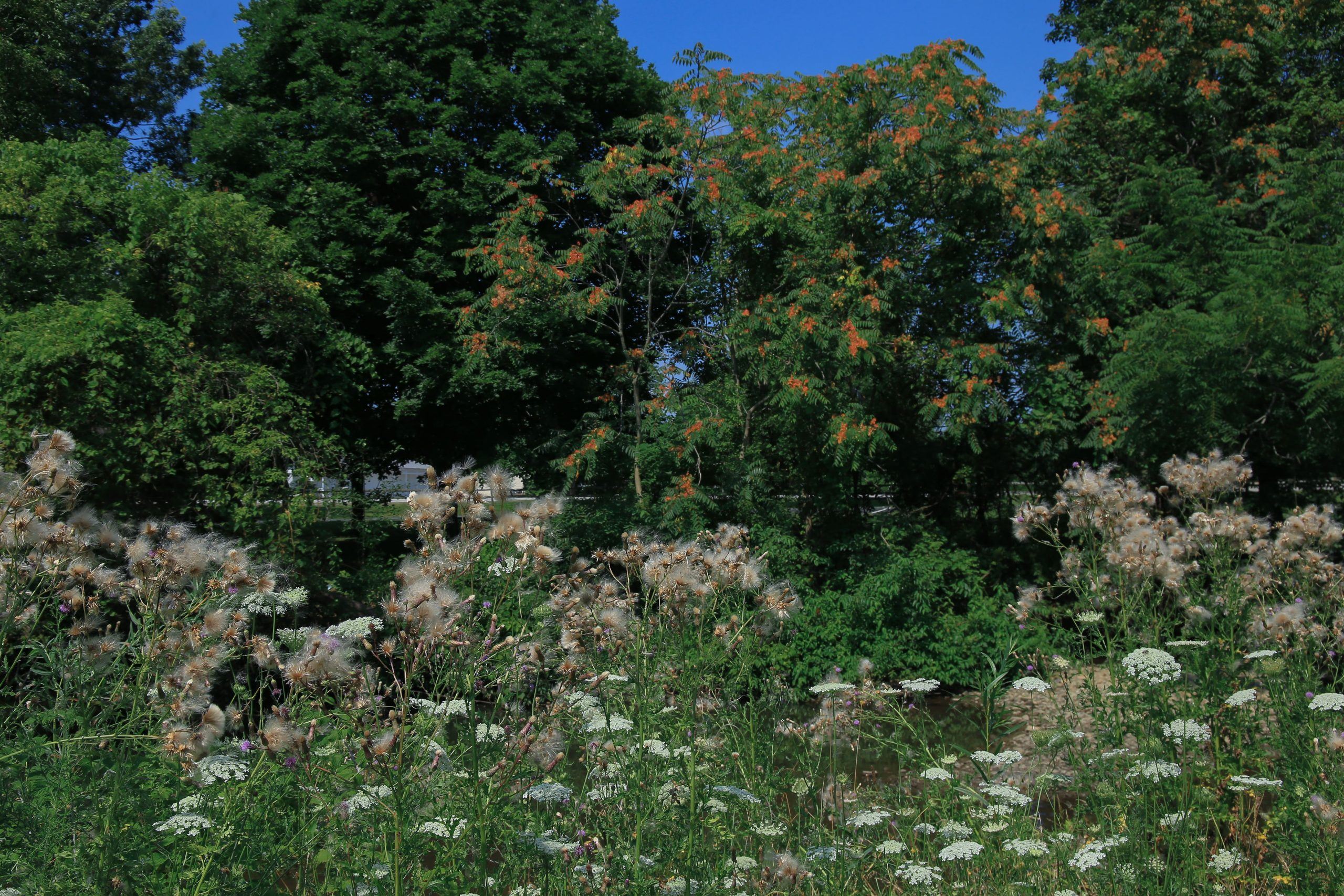 Meadowbrook Lake Park 11