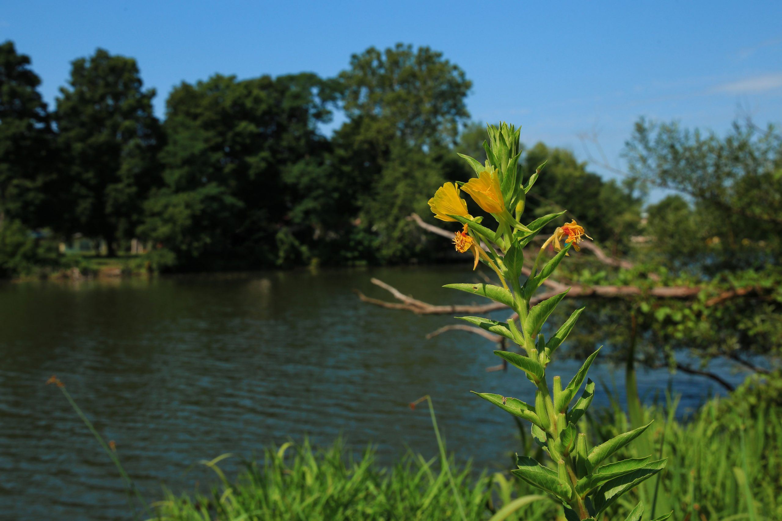Meadowbrook Lake Park 13