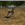 Dog at Bow Wow Beach